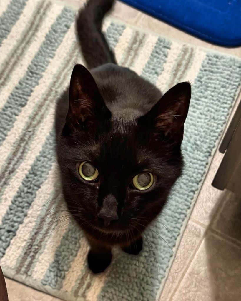 Jack, Lynâs 19-year-old black cat and chief supervisor of Tethered and Free